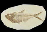 Detailed, Fossil Fish (Diplomystus) Plate - Wyoming #113296-1
